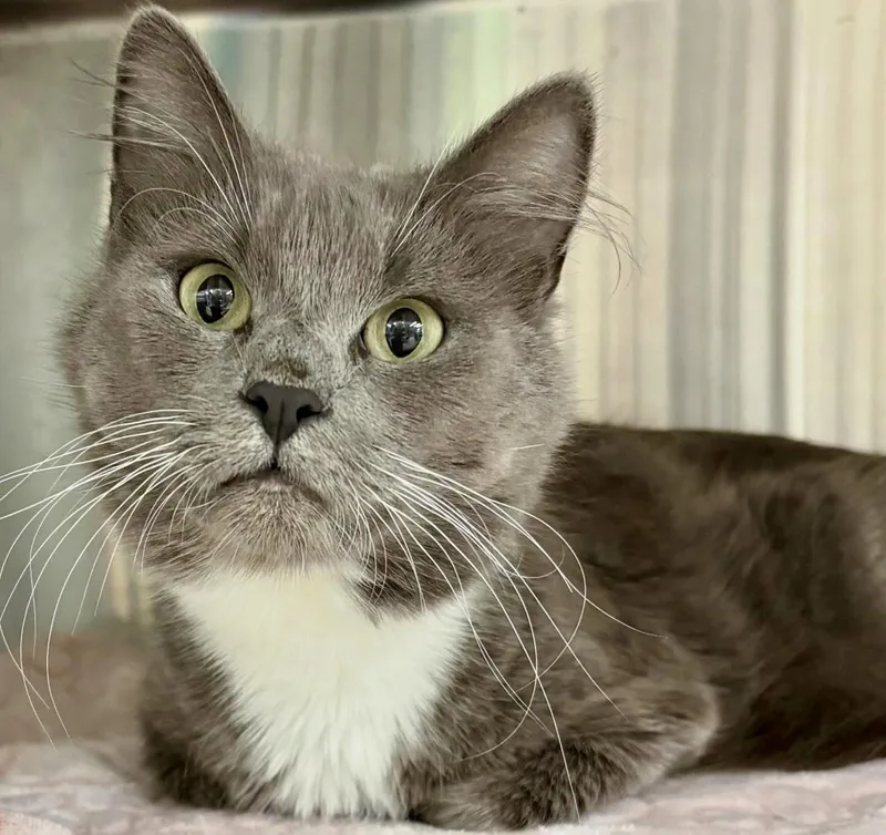 A young medium-sized female Gray & White Domestic Medium Hair cat named Princess for adoption in Winchendon, MA