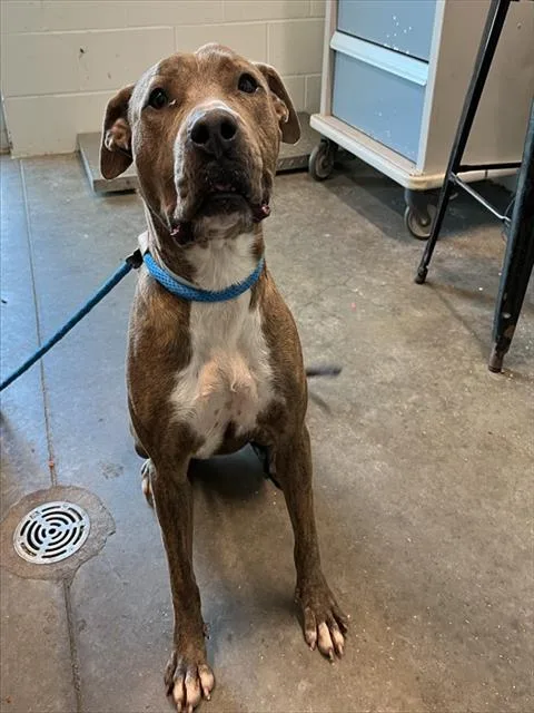 An adult large-sized female Pit Bull Terrier dog named Jasmine for adoption in Tavares, FL
