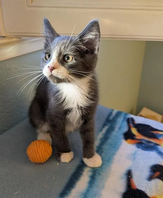 A baby small-sized male Domestic Short Hair cat named Clifford for adoption in Sacramento, CA