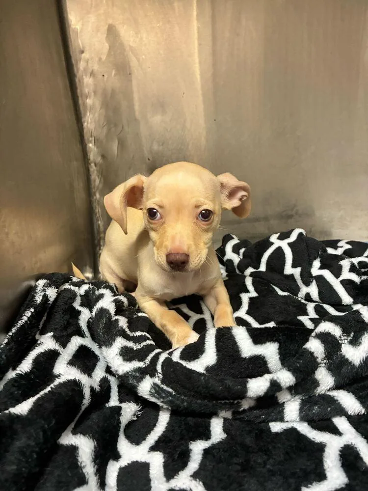 A baby small-sized female Chihuahua dog named Queenie for adoption in Marietta, GA
