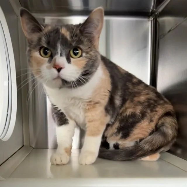A young medium-sized female Domestic Short Hair cat named Elvira for adoption in Murfreesboro, TN