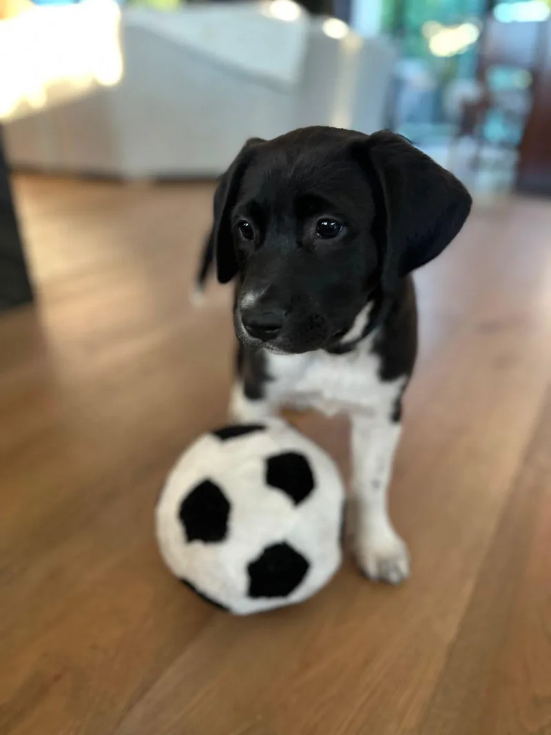 A baby small-sized female Black Great Pyrenees dog named Xena for adoption in Los Angeles, CA