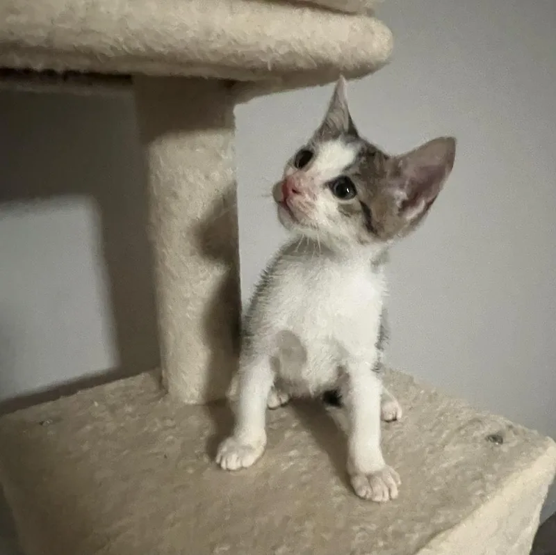A baby small-sized female Domestic Short Hair cat named Lucinda for adoption in Wilmington, NC