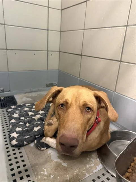 A young large-sized male Vizsla dog named Sanji for adoption in Houston, TX
