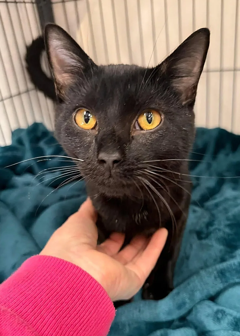 A young small-sized male Black Domestic Short Hair cat named Vader for adoption in Locust Grove, GA