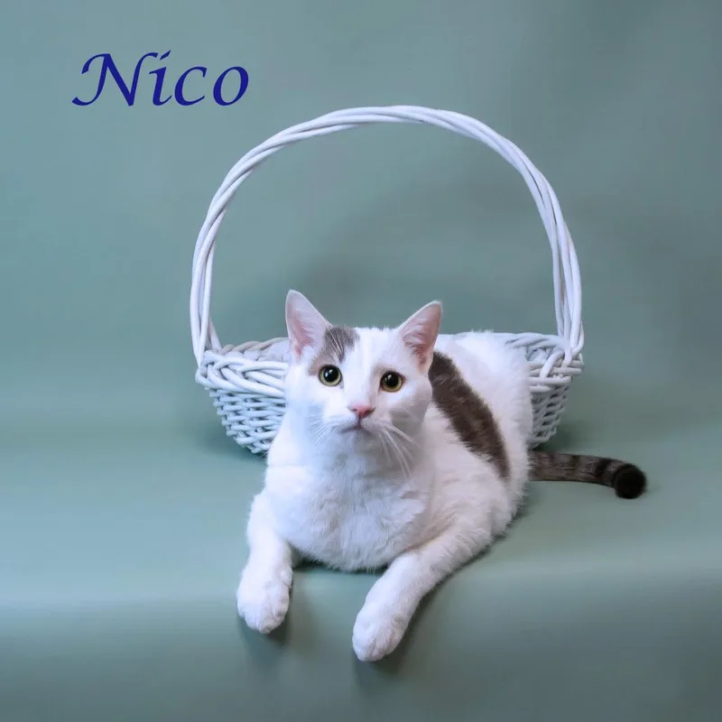 Nico C
