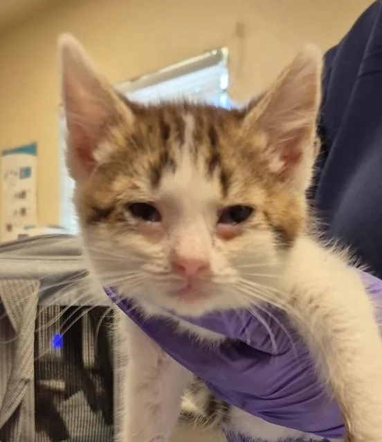 A baby small-sized female Domestic Short Hair cat named Poppy for adoption in Lodi, CA