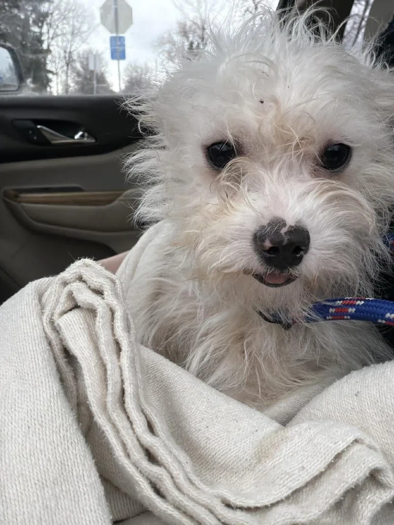 A young small-sized female White / Cream Maltese dog named Qtip for adoption in Grand Forks, ND