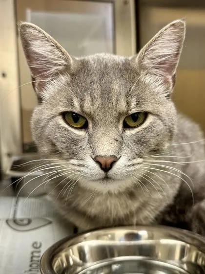 An adult medium-sized male Domestic Short Hair cat named Geodude for adoption in Wichita, KS