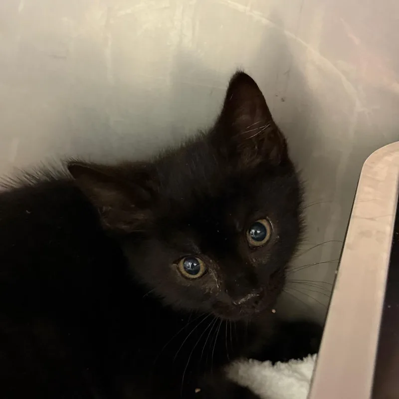 A baby small-sized male Black Domestic Short Hair cat named Sullie for adoption in Ruckersville, VA