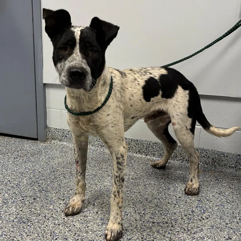 A young medium-sized male White / Cream Mixed Breed dog named Pigeon for adoption in Greenville, SC
