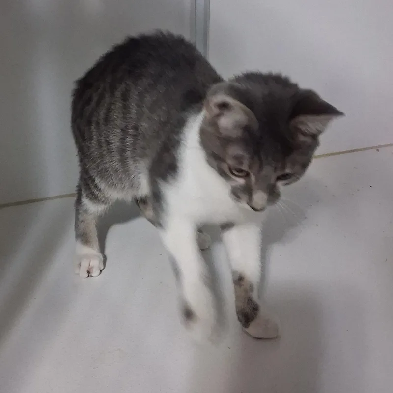 A baby medium-sized male Gray & White Domestic Short Hair cat named Ash for adoption in Iowa Falls, IA