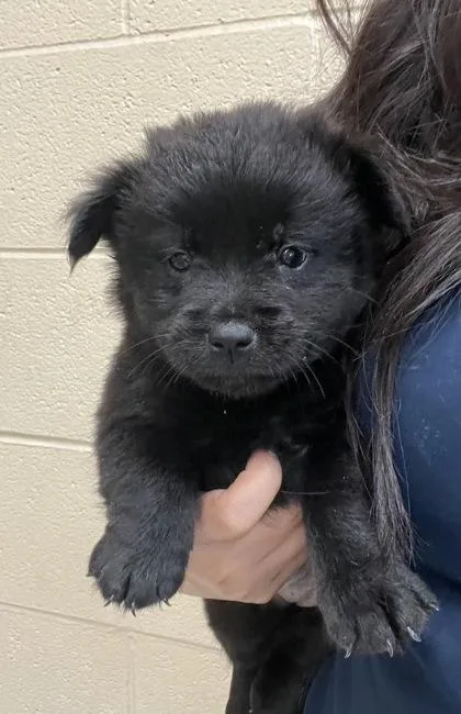 A baby small-sized female Black Chow Chow dog named Teddybear for adoption in Harlingen, TX