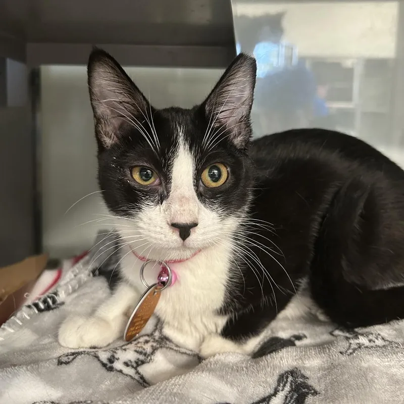 A young small-sized female Black Domestic Short Hair cat named PR Martini for adoption in Port Washington, NY