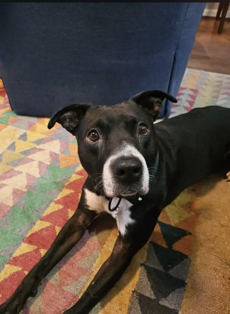 A young medium-sized male Black Pit Bull Terrier dog named Buster for adoption in Alpharetta, GA