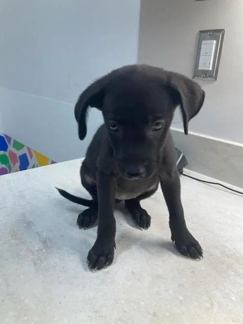 Frankie