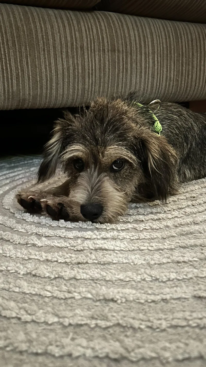 A young small-sized male Schnauzer dog named Yandi for adoption in Valrico, FL