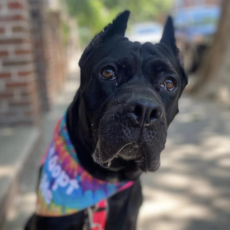 An adult large-sized female Black Cane Corso dog named Nova Aria for adoption in Long Island City, NY