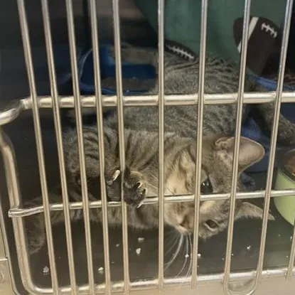 A young medium-sized female Tabby (Tiger Striped) Domestic Short Hair cat named Prairie for adoption in Attleboro, MA