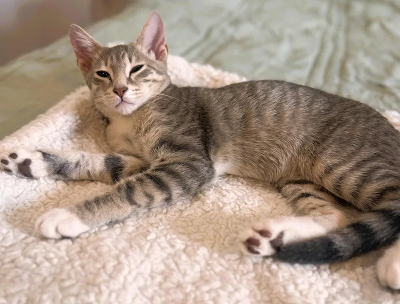 Hamilton thumbnail 2