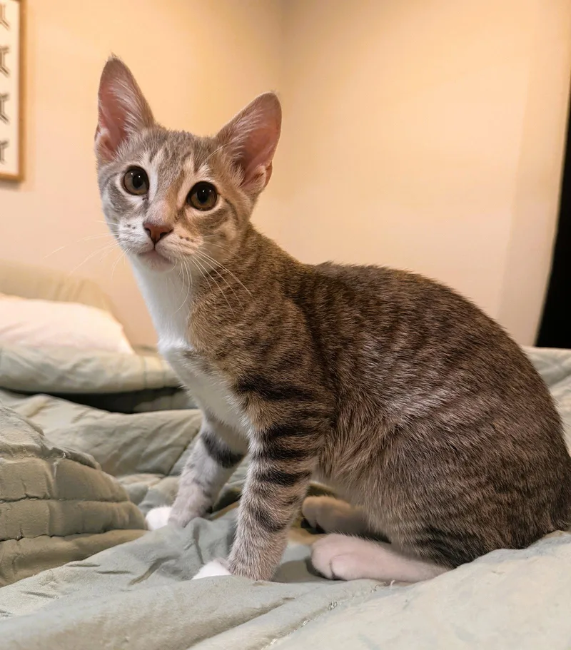 Hamilton thumbnail 3