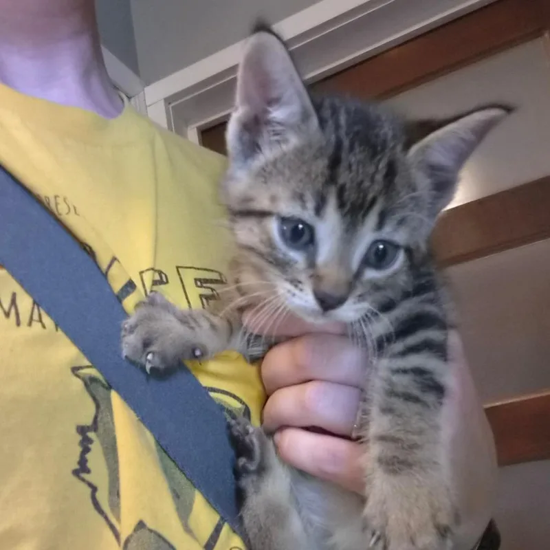 A baby small-sized male Brown / Chocolate Domestic Short Hair cat named Kyle for adoption in Bedford, NH