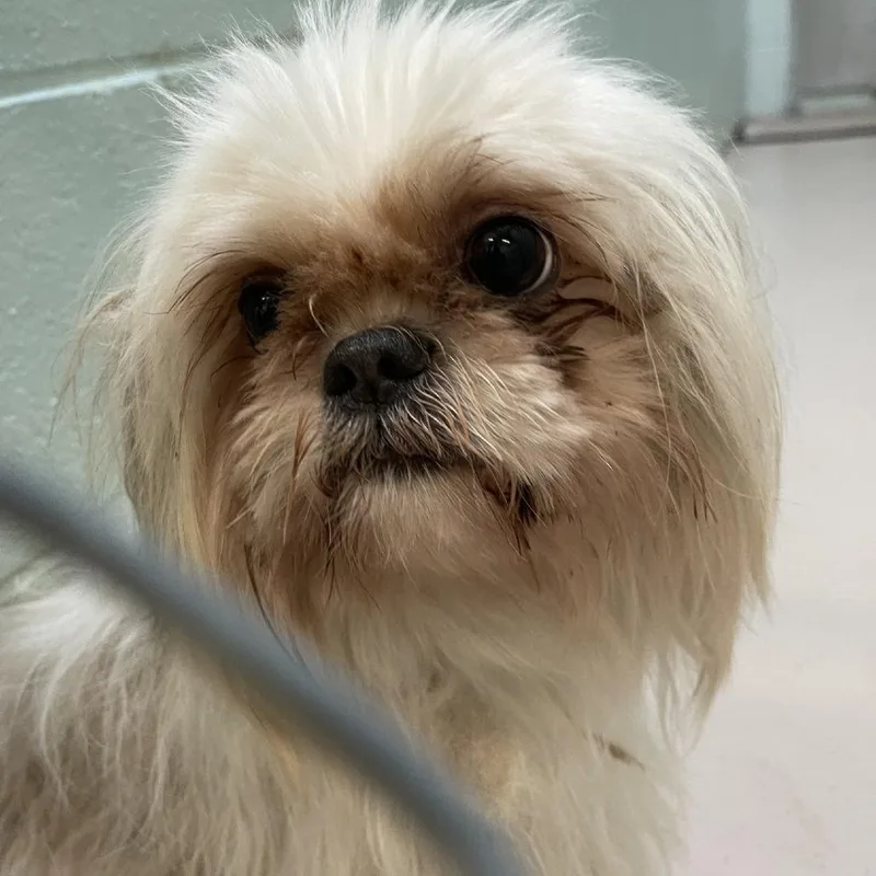 An adult small-sized male White / Cream Shih Tzu dog named Stitch for adoption in Newark, NJ
