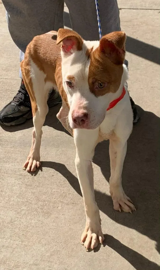 A young medium-sized male Mixed Breed dog named Briscoe for adoption in Albany, GA