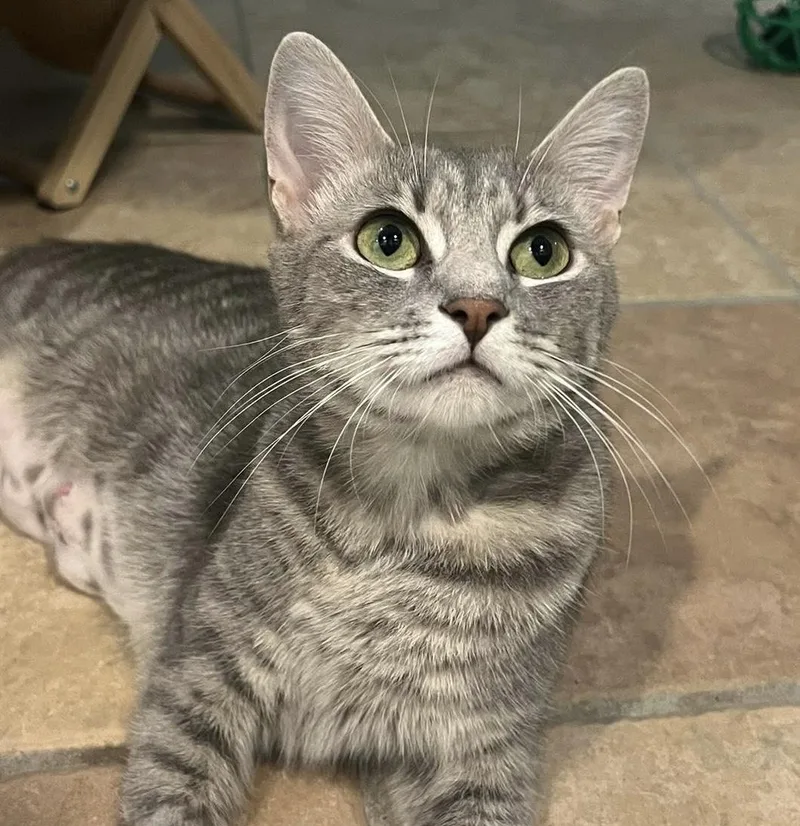 An adult medium-sized female Tabby (Gray / Blue / Silver) Domestic Short Hair cat named Rosalita for adoption in Breinigsville, PA
