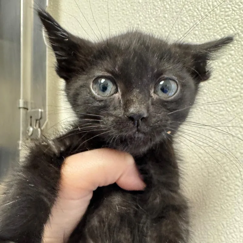 A baby small-sized female Black Domestic Short Hair cat named Smile for adoption in Pekin, IL