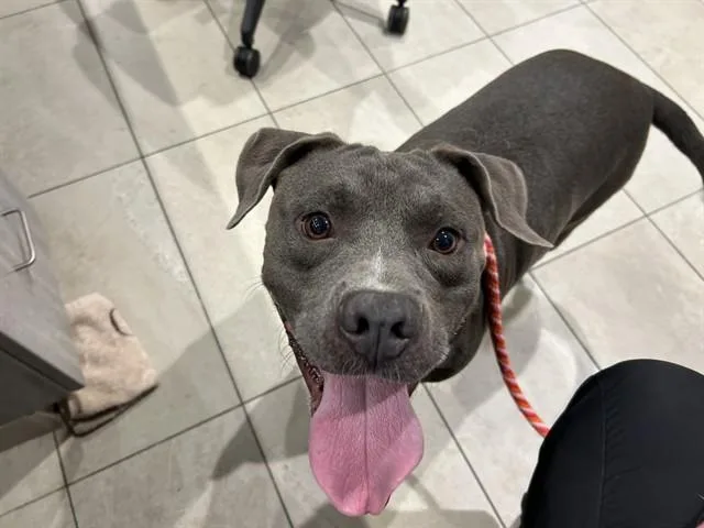 An adult large-sized male Staffordshire Bull Terrier dog named Gordito for adoption in Garland, TX