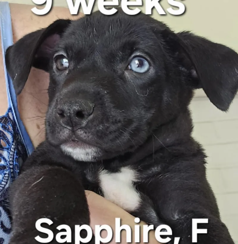 Sapphire