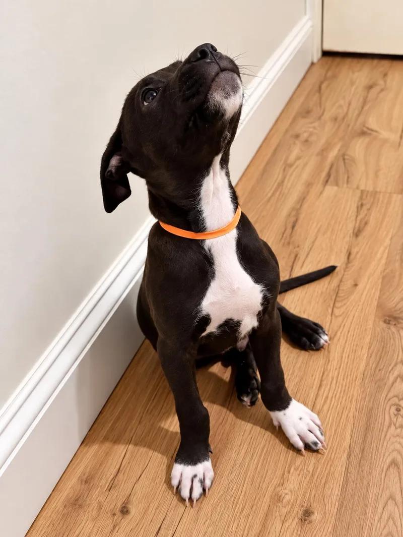 A young medium-sized male Pit Bull Terrier dog named Montgomery for adoption in Nashville, TN