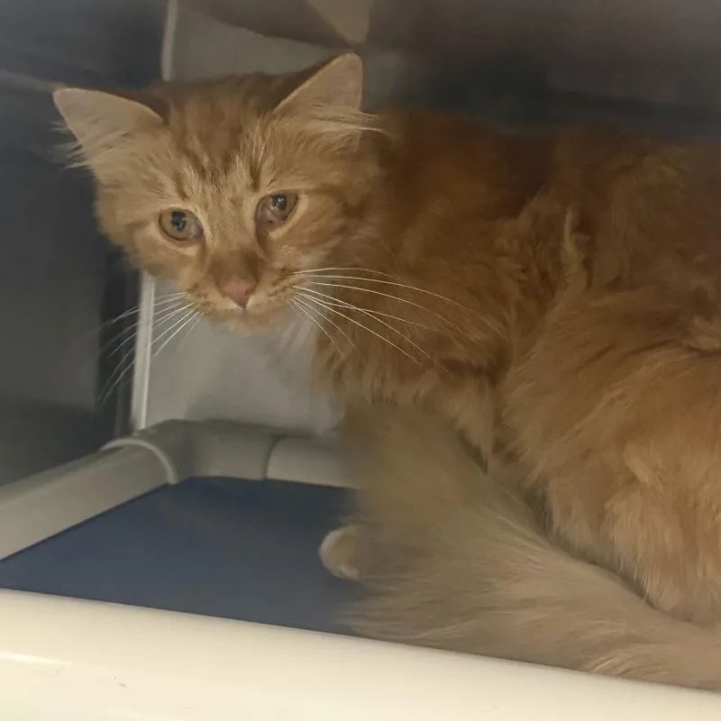 A young medium-sized male Orange / Red Domestic Long Hair cat named Fuego for adoption in Marion, VA