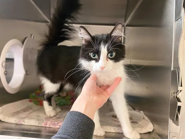 A young small-sized female Domestic Long Hair cat named Alfie for adoption in Fort Wayne, IN