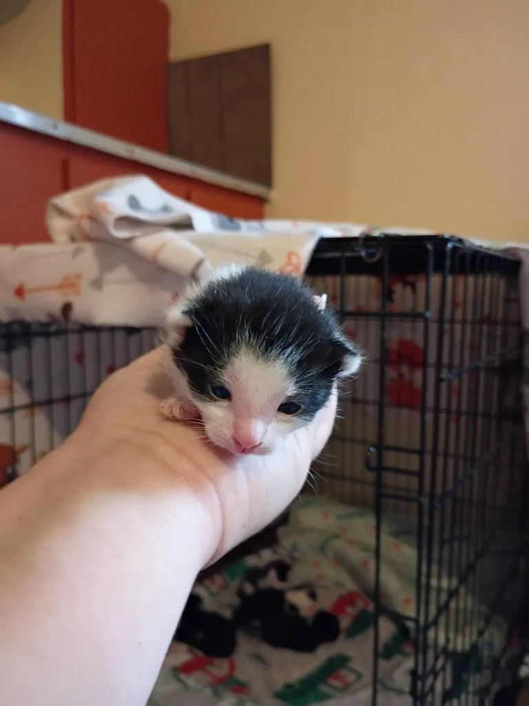 Dumpling thumbnail 3
