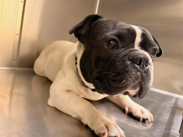 An adult small-sized male American Bulldog dog named Lil Dipper for adoption in Tustin, CA