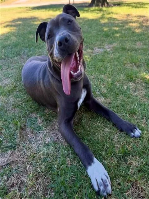 A young medium-sized male Pit Bull Terrier dog named Tank for adoption in San Luis Obispo, CA