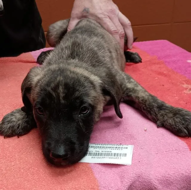 A baby medium-sized male Black Mouth Cur dog named Wake for adoption in Huntsville, AL