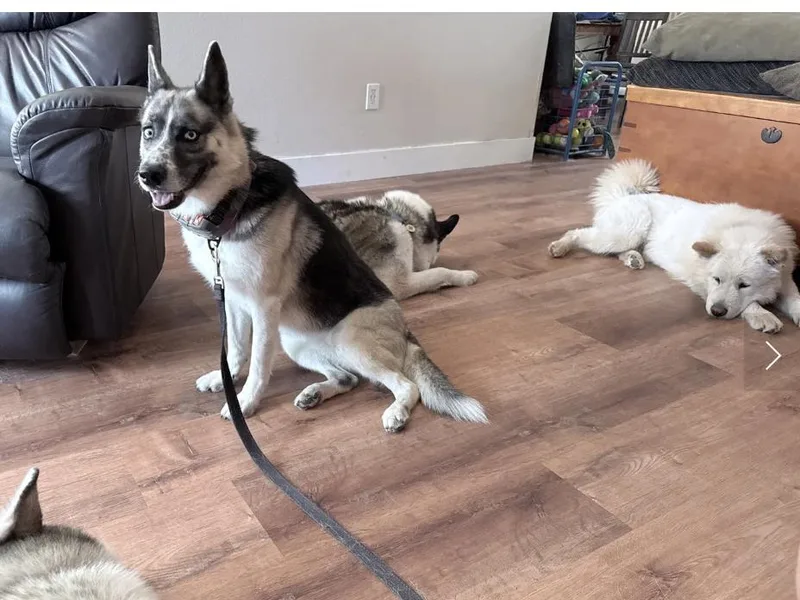 A young medium-sized female Cattle Dog dog named Frankie for adoption in Davis, CA