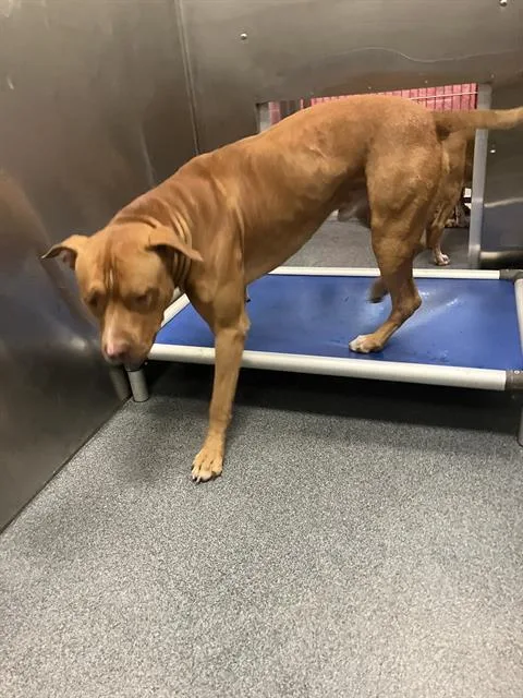 A young large-sized male Mixed Breed dog named Donnie for adoption in Dallas, TX