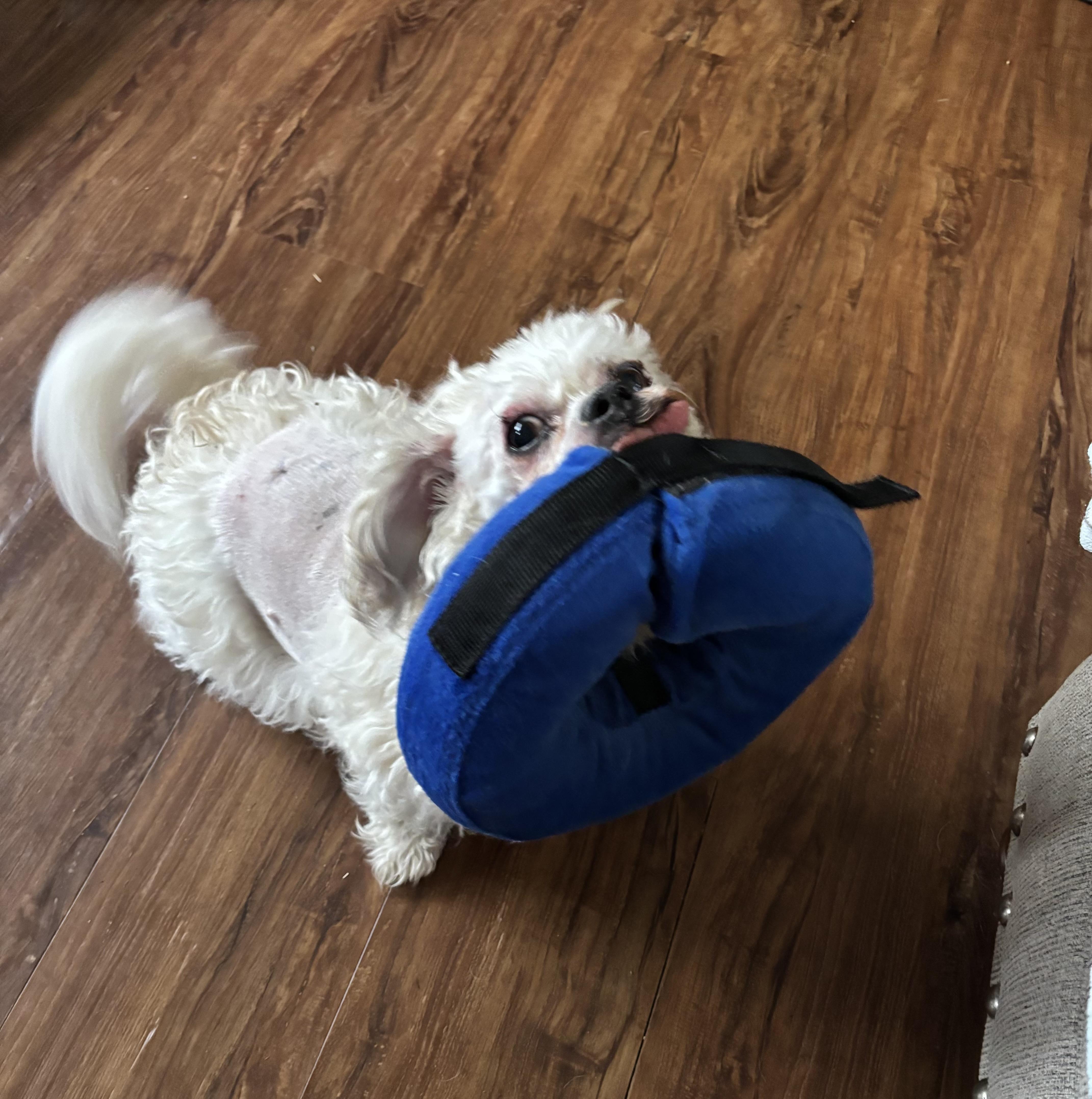 An adult small-sized male Maltipoo dog named Benji for adoption in White Lake, MI