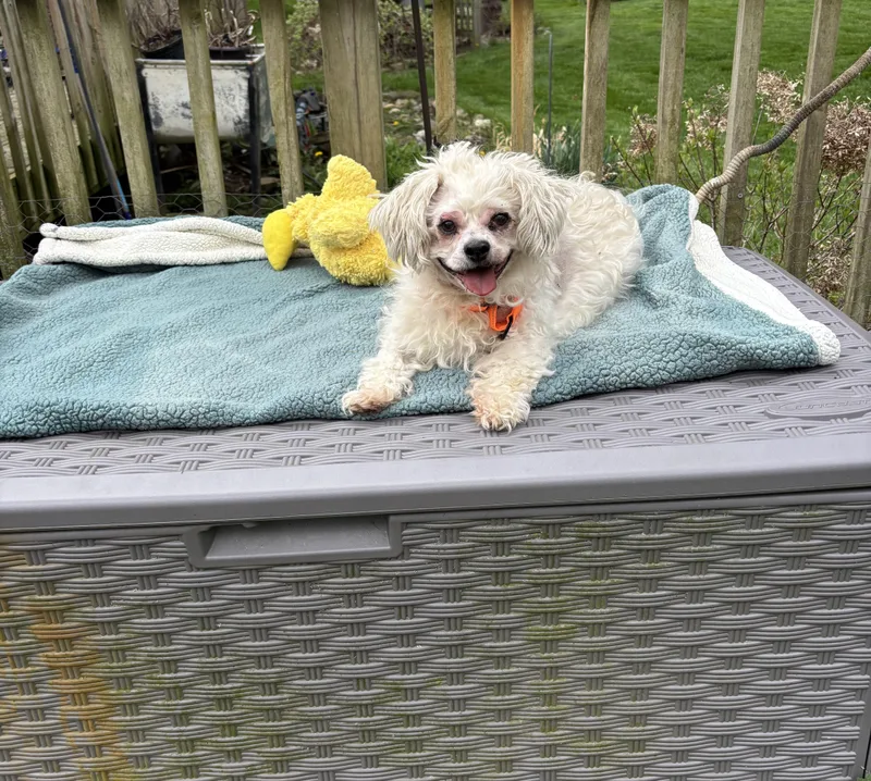 Benji thumbnail 5