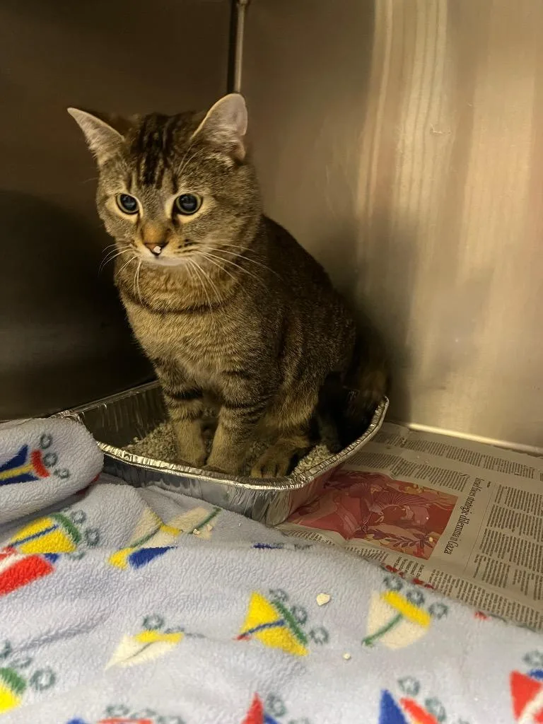A young medium-sized male Domestic Short Hair cat named Braselton for adoption in Winder, GA