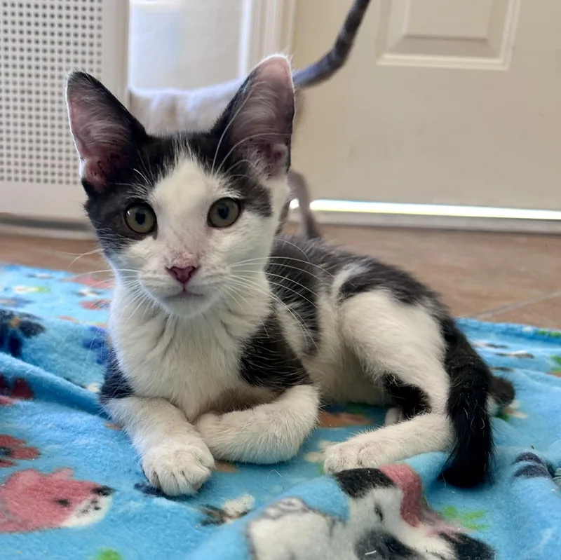 A baby small-sized male Domestic Short Hair cat named Caprice for adoption in Fountain Hills, AZ