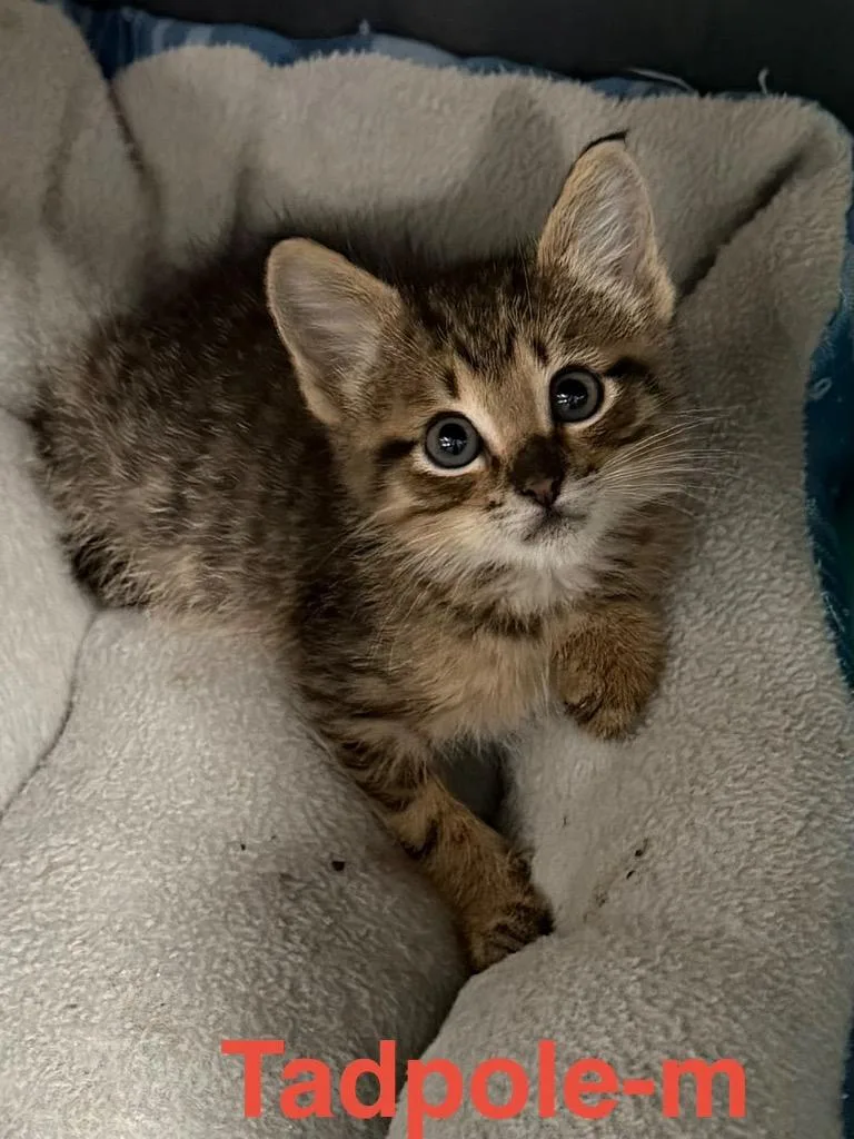 A baby small-sized male Tabby cat named Tadpole for adoption in Brookhaven, MS