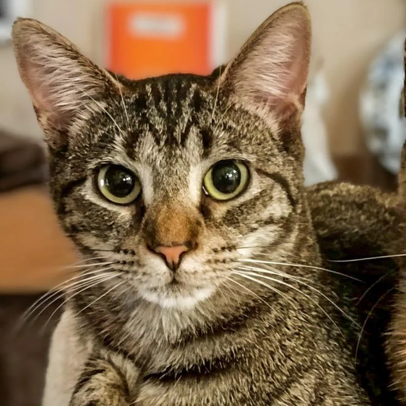 A senior small-sized female Gray / Blue / Silver Domestic Short Hair cat named Biff for adoption in Lynchburg, VA