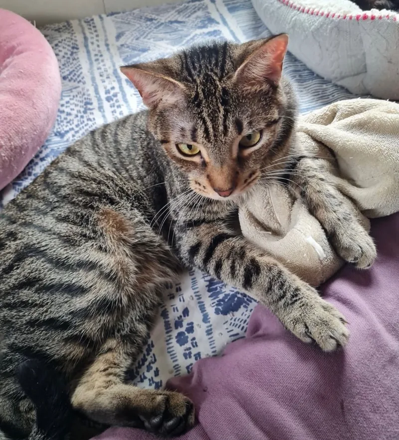 Zippidy Indoor Only thumbnail 2