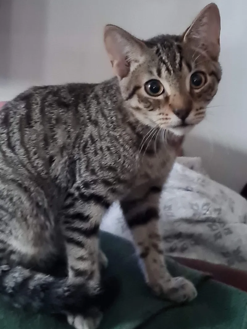 Zippidy Indoor Only thumbnail 3