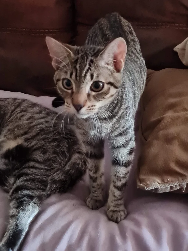 Zippidy Indoor Only thumbnail 4